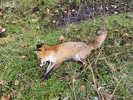 IMG-20250216-WA0011