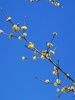IMG-20250316-WA0010
